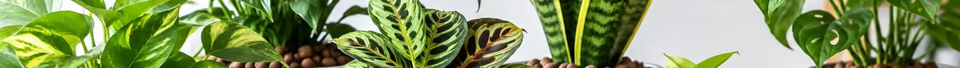 12 Best LECA Plants for Happier Indoor Roots