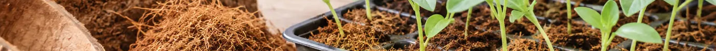 Is Coir Safe for Seedlings? A Practical Guide