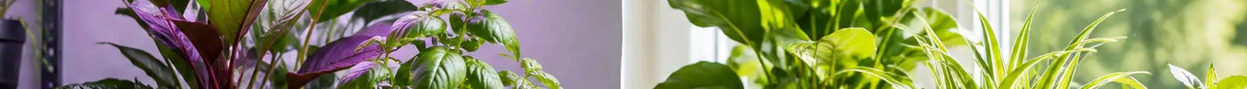 Grow Lights Versus Windows: Which Is Better?