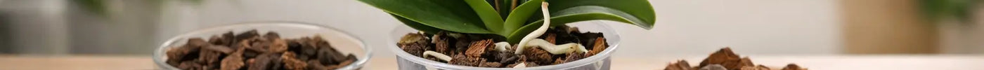 Orchid Potting Media Review: What Works