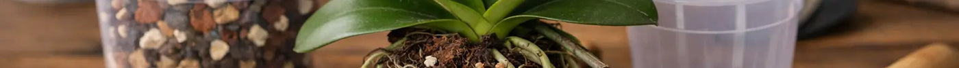 Practical Guide to Orchid Repotting Media