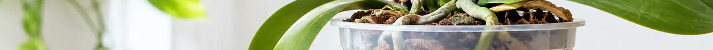 A Guide to Orchid Pot Ventilation at Home