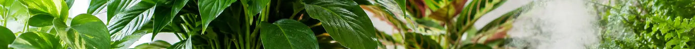 Which Plants Need High Humidity at Home?