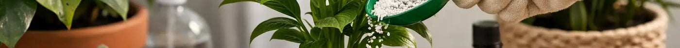 When to Fertilise Houseplants in the UK Properly