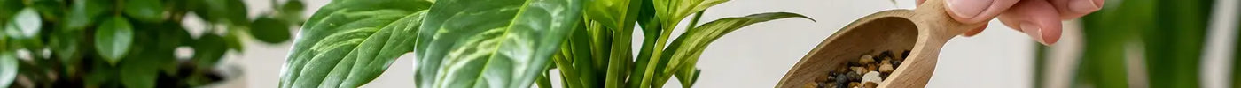 How to Use Pot Toppers for Healthier Houseplants