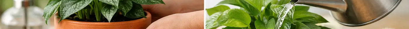 Bottom Watering Versus Top Watering for Houseplants