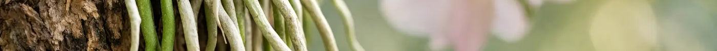 Orchid Aerial Roots: What They Tell You About Care