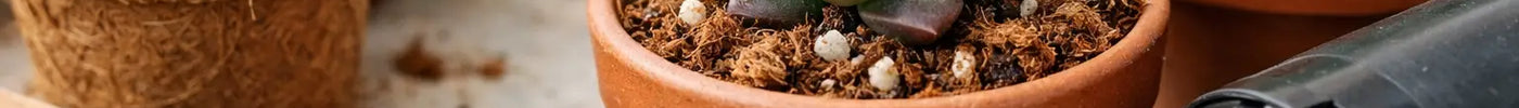 Can Succulents Grow in Coir? Yes, With Drainage
