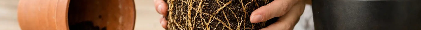 How to Repot Root Bound Houseplants