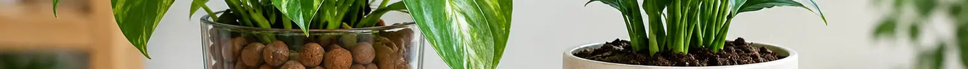LECA vs Soil Houseplants: Which Works Best?