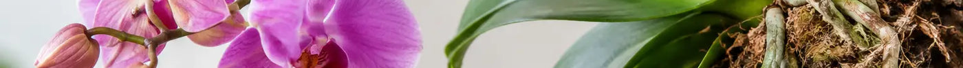 Are Orchids Epiphytic? What Their Roots Need