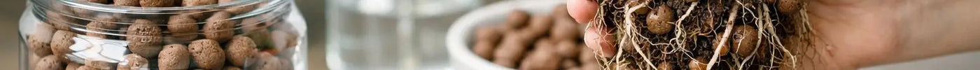 How to Use LECA Balls for Healthier Plants