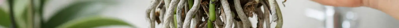 Why Are Orchid Roots Grey? A Healthy Root Guide