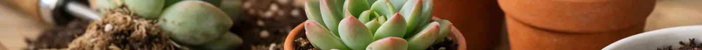 Succulent Repotting Soil Guide for Healthier Roots
