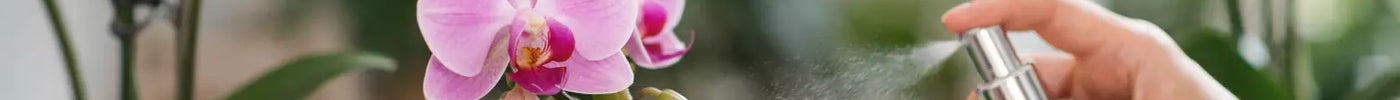 Expert Orchid Care for Healthier Blooms