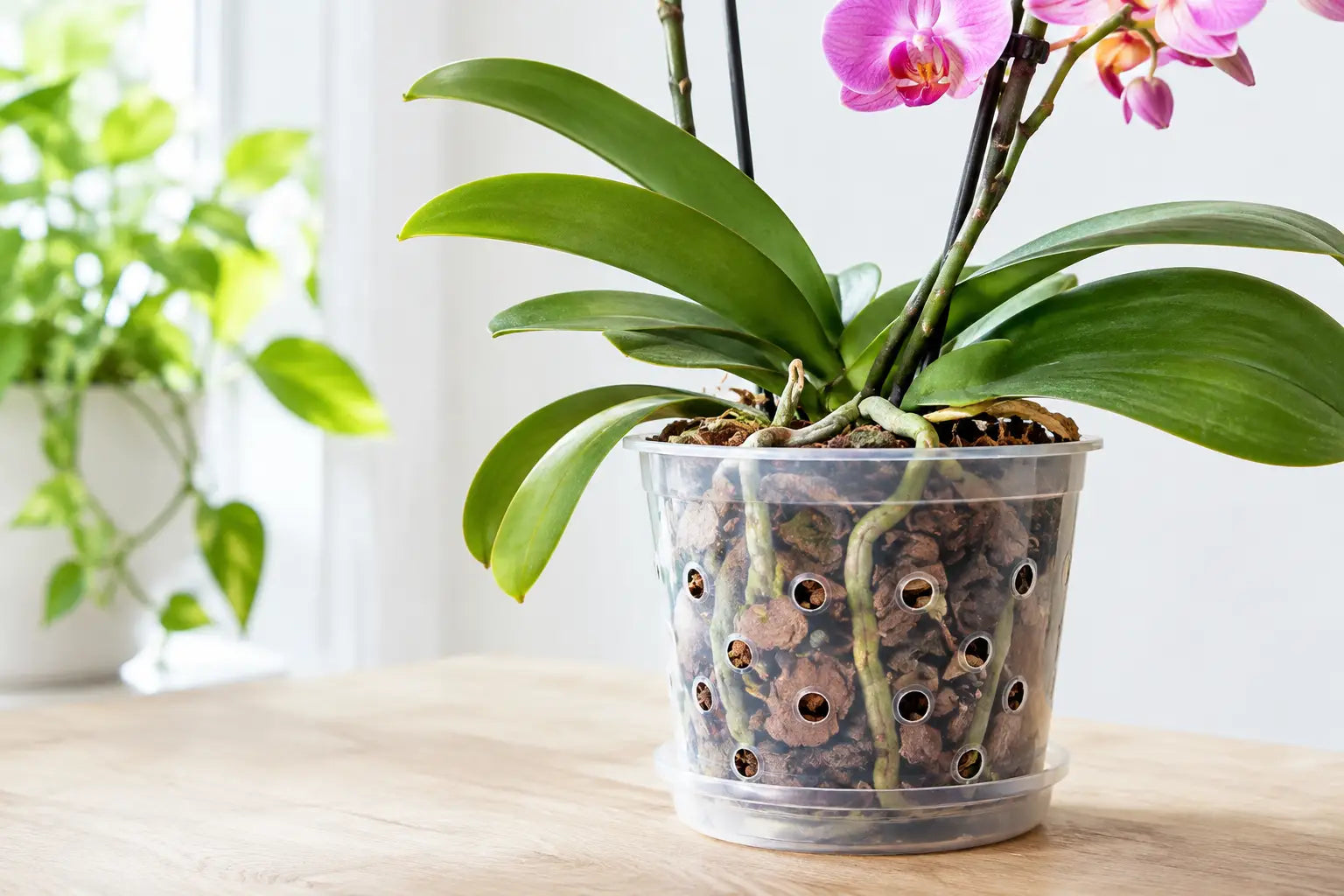A Guide to Orchid Pot Ventilation at Home