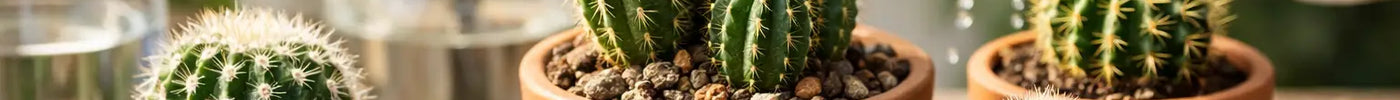 How to Grow Cacti: Light, Soil and Water