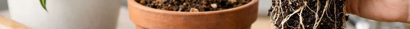 Peat Free Houseplant Mix Review for Healthier Roots