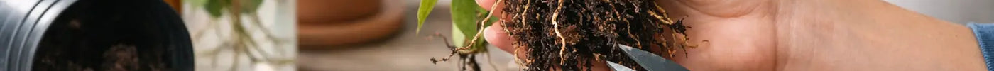 Houseplant Root Rot Treatment Example in 7 Steps