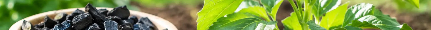 How to Use Biochar Soil for Healthier Plants