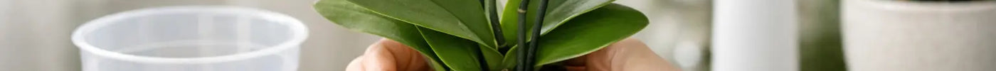 How to Repot an Orchid Without Stress