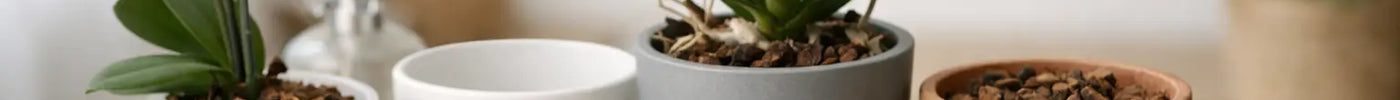 Orchid Pots: How to Choose the Right One