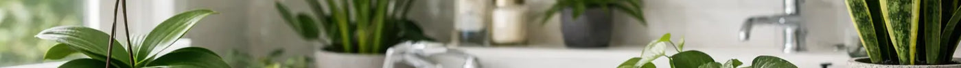 10 Best Plants for Humid Bathrooms That Thrive