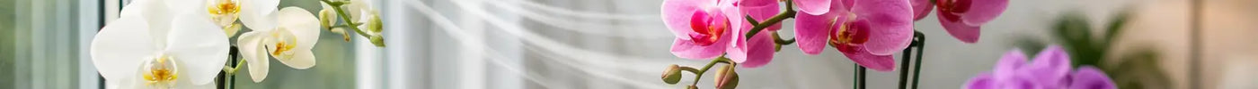 How to Improve Orchid Airflow in Your Home