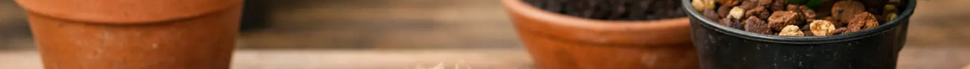 Best Compost for Orchids: What to Use and Why