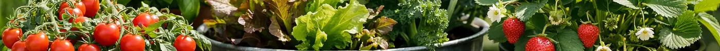 Container Gardening for Healthier Plants