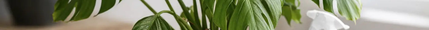 Why Is My Monstera Drooping? Find the Cause and Fix It