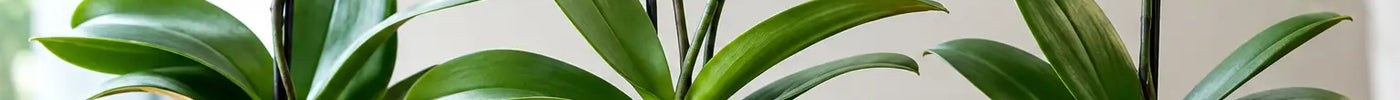 Best Orchid Pots for Airflow That Actually Work