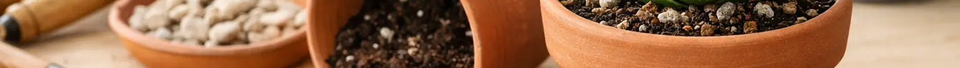 Best Potting Mix for Aloe Plants