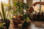 Common Watering issues - How and when to water your plants