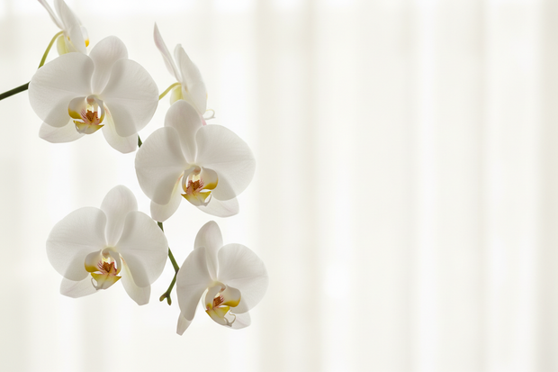 Orchid Care - Learn the Know how!